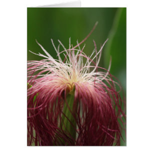 Macro photo of a female maize flower.