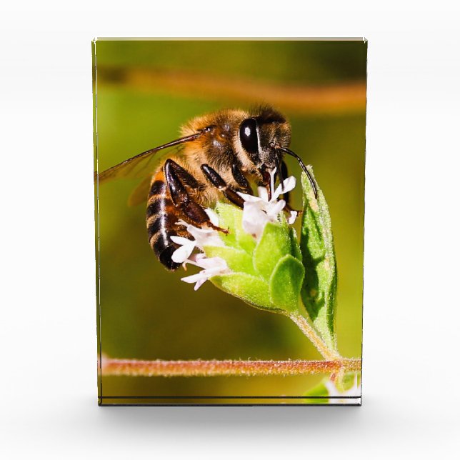 Macro photo of a honeybee  block (Front)