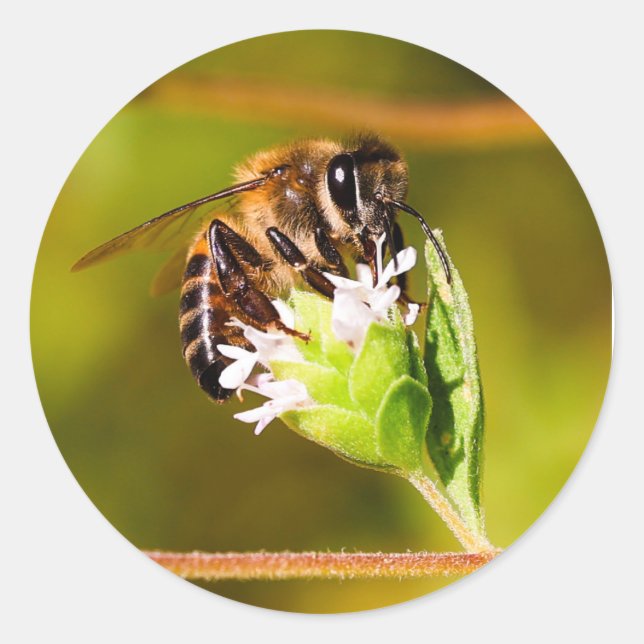 Macro photo of a honeybee  classic round sticker (Front)