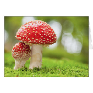 Macro Photo Of Amanita Muscaria In Forest