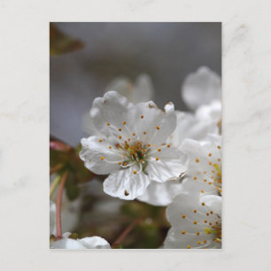 macro photo of cherry flowers postcard