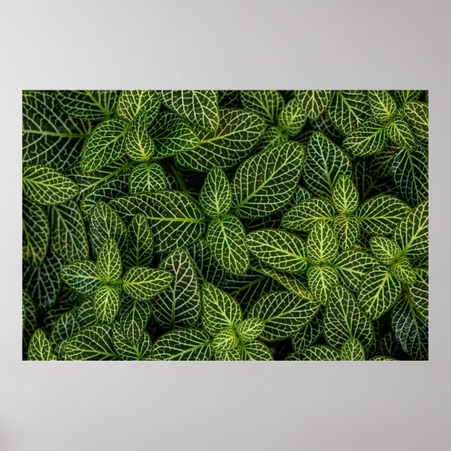 MACRO PHOTO OF GREEN-LEAFED PLANTS POSTER (Front)