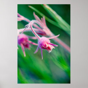 Macro photo of prairie flowers in Montana Poster