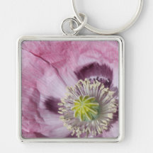 macro photo purple passion flower  -