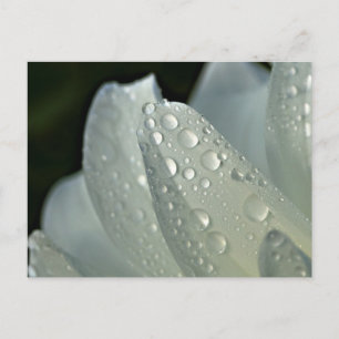 Macro photo white flower postcard