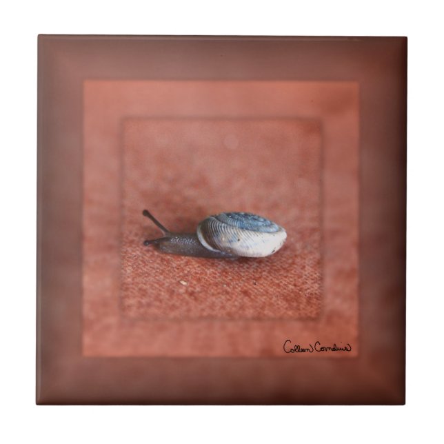 Macro Photograph of Snail on Terracotta Ceramic Tile (Front)