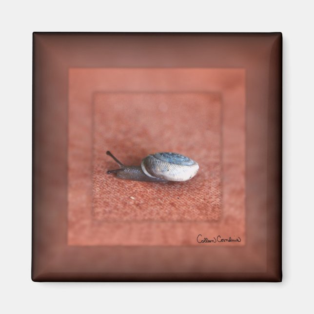 Macro Photograph of Snail on Terracotta Magnet (Front)