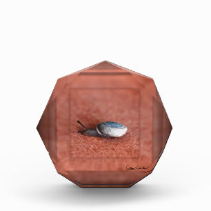 Macro Photograph of Snail on Terracotta Photo Block