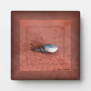 Macro Photograph of Snail on Terracotta Plaque