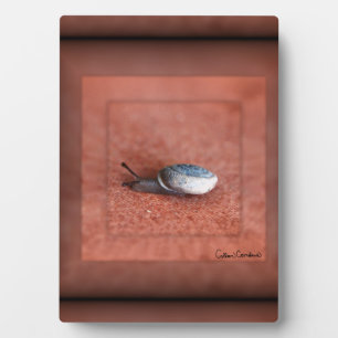 Macro Photograph of Snail on Terracotta Plaque