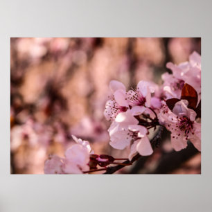 MACRO PHOTOGRAPHY OF BLOOMING PINK CHERRY BLOSSOMS POSTER