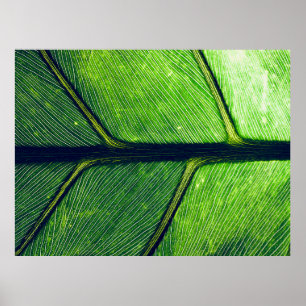 Macro photography of green leaf poster