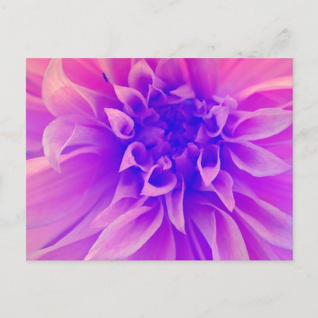 Macro Pink Flower Postcard (Front)