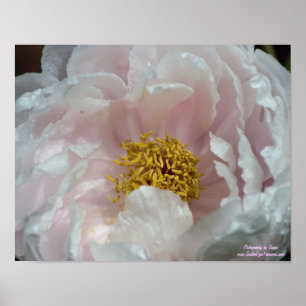 Macro Pink Peony Flower Centre Poster
