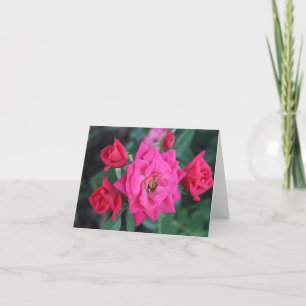 Macro Pink Rose for Mothers Day Holiday Card