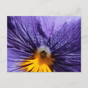 Macro: purple and yellow pansy postcard