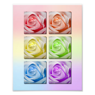 Macro Rainbow Roses Portrait Photo Print