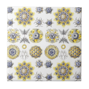Macro Sea Creatures Ceramics ~ Amoeba Ceramic Tile