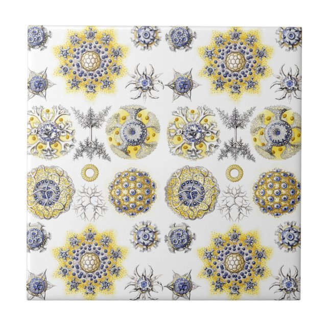 Macro Sea Creatures Ceramics ~ Amoeba Ceramic Tile (Front)