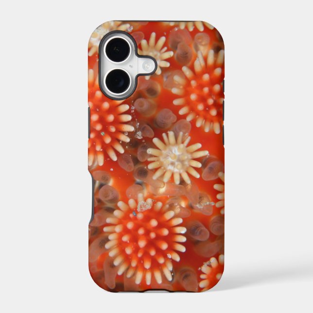 Macro Sea Star (Back)