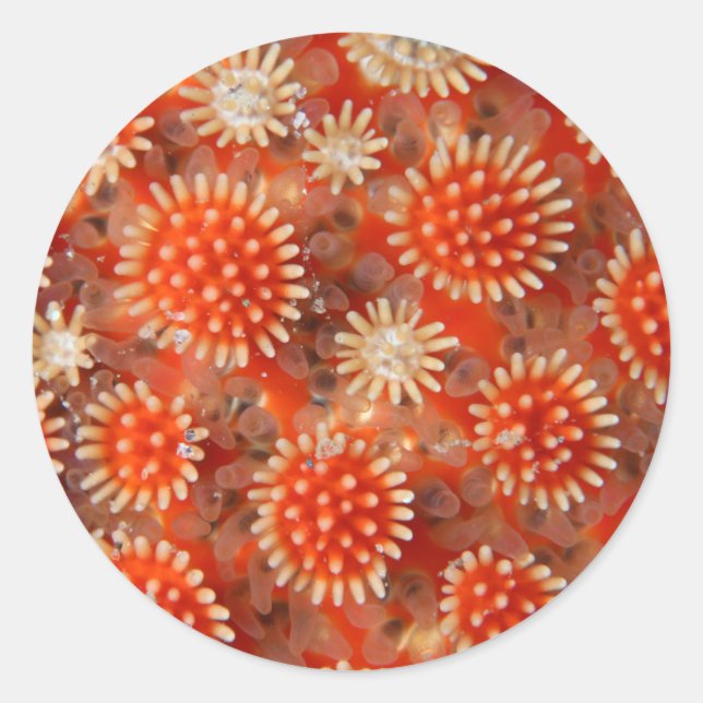 Macro Sea Star Classic Round Sticker (Front)