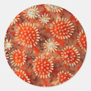 Macro Sea Star Classic Round Sticker