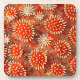 Macro Sea Star Coaster