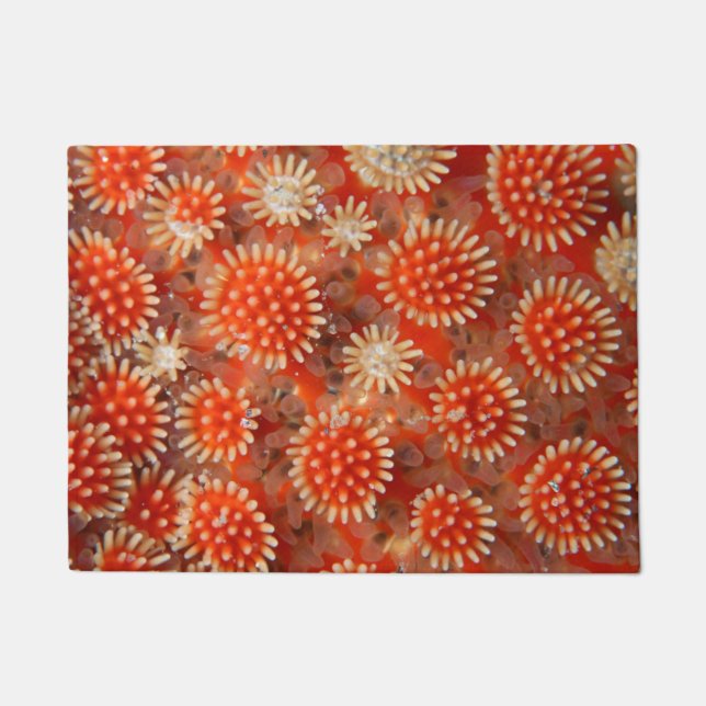Macro Sea Star Doormat (Front)