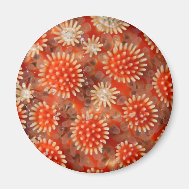 Macro Sea Star Magnet (Front)