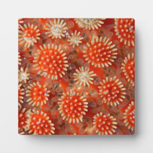 Macro Sea Star Plaque