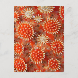 Macro Sea Star Postcard
