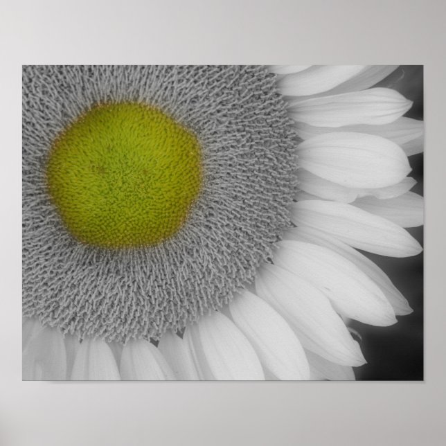 Macro Sunflower BW Partial Colour Flower Poster (Front)