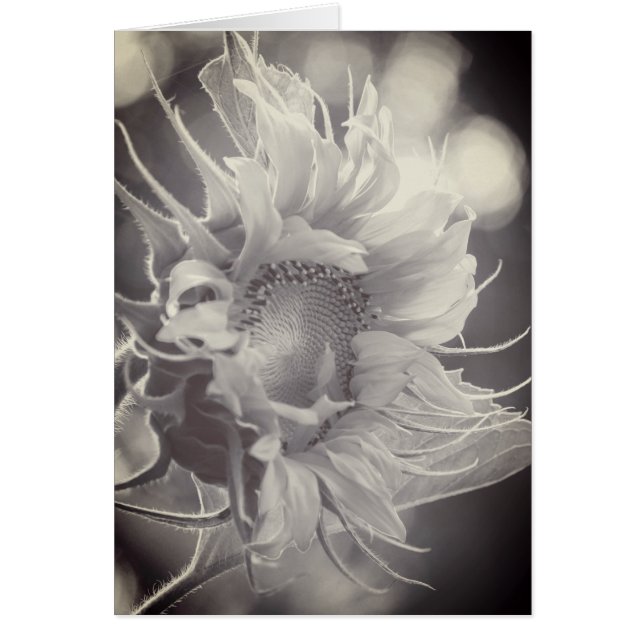 Macro Sunflower in Sepia (Front)
