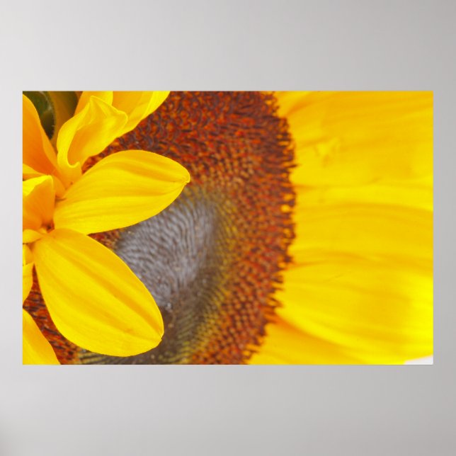 Macro Sunflower Poster (Front)