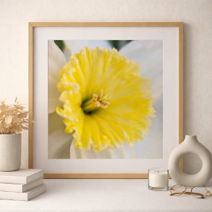 Macro Up Close Yellow Daffodil Flower Photography Poster