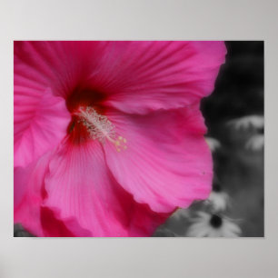 Macro Vivid Pink Hibiscus Partial Colour Print