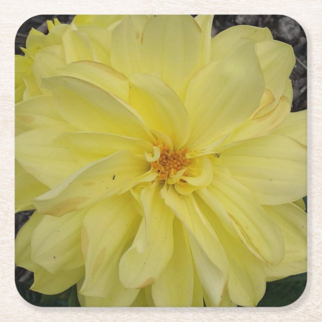 Macro Yellow Dahlia Flower Square Paper Coaster (Front)
