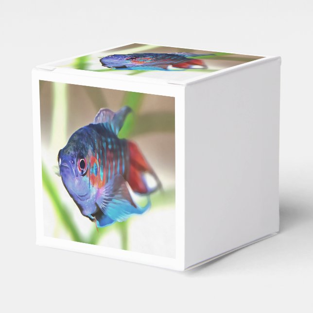 Macropodus Opercularis Aquarium Fish Favour Box (Front Side)