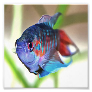 Macropodus Opercularis Aquarium Fish Photo Print
