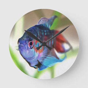 Macropodus Opercularis Aquarium Fish Round Clock