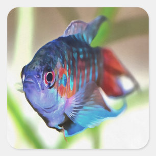 Macropodus Opercularis Aquarium Fish Square Sticker