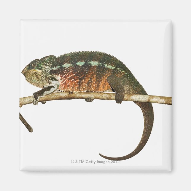 Madagascar 2 magnet (Front)