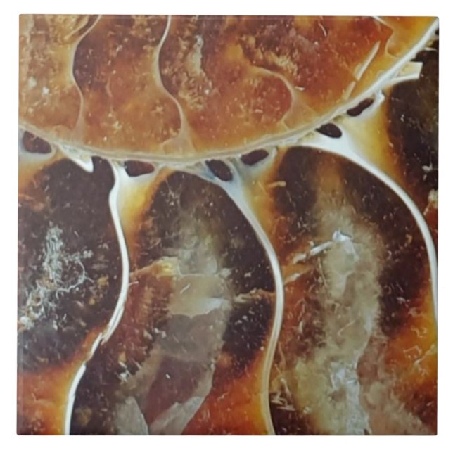 Madagascar ammonite large ceramic tile (Front)