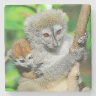 Madagascar, Andasibe, Ile Aux Lemuriens, Mother Stone Coaster