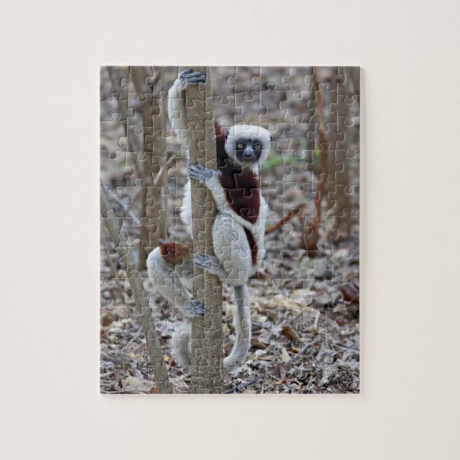 Madagascar, Ankarafantsika Reserve; Ampijoroa; Jigsaw Puzzle (Vertical)