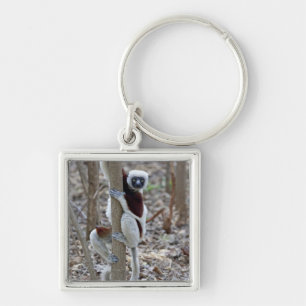 Madagascar, Ankarafantsika Reserve; Ampijoroa; Key Ring