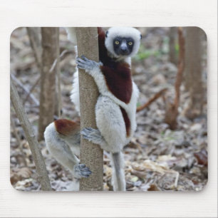 Madagascar, Ankarafantsika Reserve; Ampijoroa; Mouse Pad