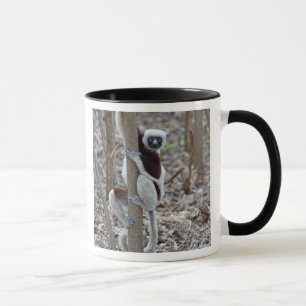 Madagascar, Ankarafantsika Reserve; Ampijoroa; Mug