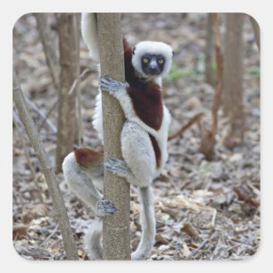 Madagascar, Ankarafantsika Reserve; Ampijoroa; Square Sticker
