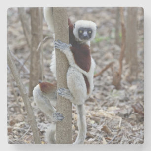Madagascar, Ankarafantsika Reserve; Ampijoroa; Stone Coaster